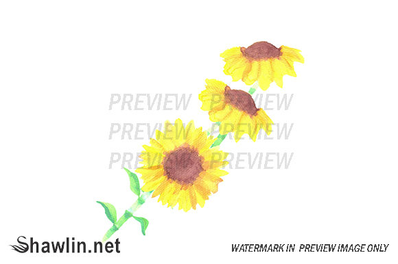 Sunflowers Helianthus Flowers: Versatile Watercolor Assets for Creative Projects